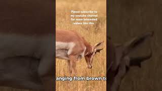 Antelopes antelope antelopes antelopevalley antelopecanyon antelopes antelopevalley [upl. by Trotta]