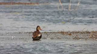 Black bellied whistling duck at Muirhead springs 1 [upl. by Clo]