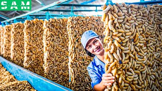 Chinese Farm Raises 72 Billion Silkworms to Produce Silk  Silkworm Cocoon Processing Factory [upl. by Franciscka]