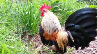 Yellow Dutch Bantams [upl. by Geri]