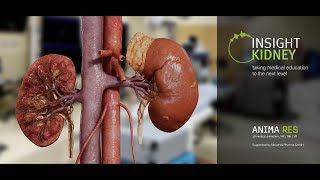 INSIGHT KIDNEY  The human kidney expedition [upl. by Atsahc358]