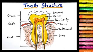 how to draw Tooth Structure diagram easy  Tooth Anatomy  Biology diagram [upl. by Eceinal]