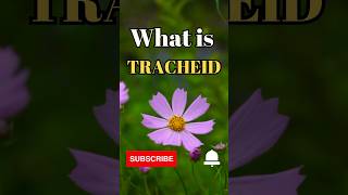 What is Tracheids shorts facts biology [upl. by Wilfrid]