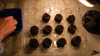 how to start begonias from seed amp how to start begonias from pelleted seeds full video [upl. by Edette]