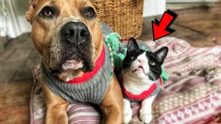 This Kitten Who Born Special Gets a Second Chance and Finds Dog Friend [upl. by Olsen124]