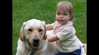 Labrador are awesome  Labrador dog protecting Kids Compilation [upl. by Chemush]