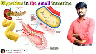 Digestion in the small intestine  Class 11  Digestion and Absorption  Neet biology neet2023 [upl. by Annawd285]