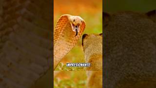 mangostá vs serpiente 🐍😱 animales animal salvajes animalsalvaje mundoanimal [upl. by Clara673]