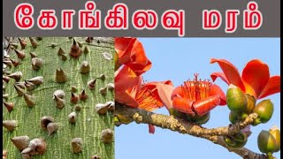 Bombax malabaricum  முள்ளிலவு மருத்துவம் கொங்கிளவு மருத்துவம் Malabar silkcotton tree [upl. by Novia]