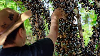 Harvesting Tons of Weird Jabuticaba Grapes in Massive Plantation [upl. by Philbert]