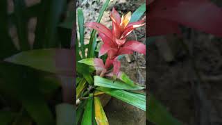 Guzmania lingulata flowers coorg nature garden shorts shortsvideo pallavithimmaiah [upl. by Jo Ann]