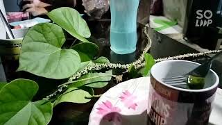 Effective for toothachepanyawan or makahuhay plant [upl. by Grae316]