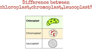 Difference between chloroplast chromoplast leucoplast biology [upl. by Georas]