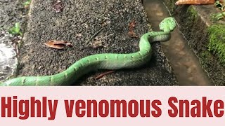 Highly venomous Pit viper snake crossing the road  Singapore [upl. by Veneaux27]