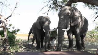 Elephant Sound Demonstration [upl. by Alimat524]