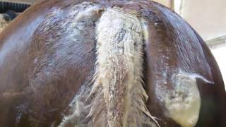 Comment soigner la dermite estivale du cheval avec EQUIBAO n°1  Itchy Dermi  Dermo cade EQUIBAO [upl. by Draned221]