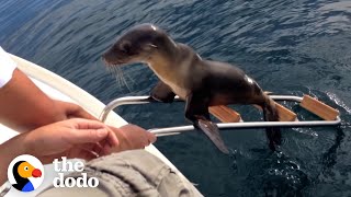 Hurt Sea Lion Asks Boaters For Help  The Dodo [upl. by Tutto]