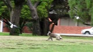 Adelaide  Koala running in the park  1 [upl. by Barney]