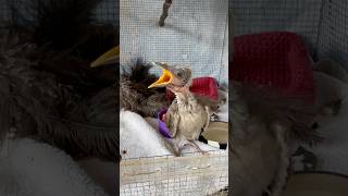 Friar bird leatherhead fledgling asking for lunch Feed me Please subscribe [upl. by Zohar]