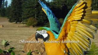 BANNATIRAN ILOCANO SONG wLYRICS [upl. by Birdt970]