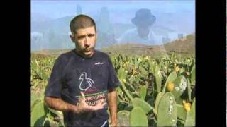 EL CULTIVO Y PROCESADO DE LA COCHINILLA PARTE 1wmv [upl. by Lemhaj]