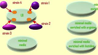 prototrophic vs auxotrophic bacteria [upl. by Lenroc]