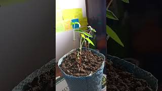 Epigeal germinationtimelapsetimelapse germination morphologicalgrowth ❤️❤️❤️ [upl. by Gotcher491]