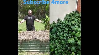 How to plant potato 🥔 suzyfarms garden growyourownfood homestead potato plant [upl. by Mossman]