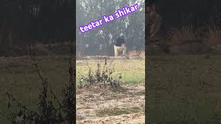 Teetar ka shikar pcp January hunting [upl. by Bbor]