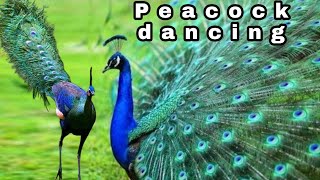 Peacock amazing dance [upl. by Akeihsat542]