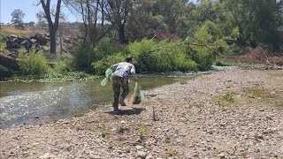 que tilapionas salieron en el rio mira esta forma de pescar trampa de agua [upl. by Rodgers805]