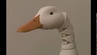 Duck Neck [upl. by Eserahs]