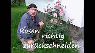 ✅Rosen Rückschnitt nach der Blüte Verblühte Rosen richtig schneiden und pflegen Wann und Wie [upl. by Ahsiym]