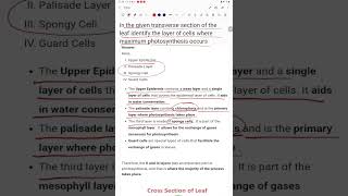 In the given transverse section of the leaf identify the layer of cells where maximum photosynthesis [upl. by Joell]