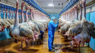 How Millions Of Ostriches Farm For Meat Skin And Eggs in China  Ostriches Eggs Harvest Technology [upl. by Constancy]