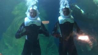 Sale Sharks visit Official Aquarium Partner Sealife [upl. by Zoes]