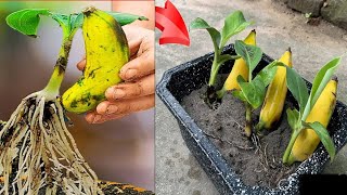 Easy way to grow banana tree at home How to propagate banana tree use organic fertilizer [upl. by Euqinomahs]