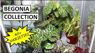 Begonia Collection Tour amp Tips to Properly Set Up a Circulating Terrarium  Plant Collection Ep 4 [upl. by Steinke]