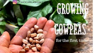 Growing African Cowpeas in the USA Zone 9 Vigna unguiculata l walp [upl. by Grose]