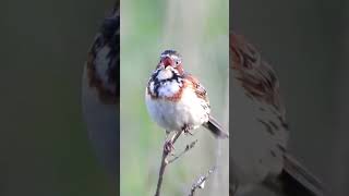 ホオアカのさえずりThe song of Emberiza fucata 356野鳥shorts [upl. by Oramlub]