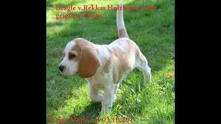 Beaglewelpe Marlo ist der beste Freund vom Rhodesian Ridgeback [upl. by Nnylyaj410]