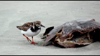 Kiawah Island South Carolina Birding [upl. by Adnomar]