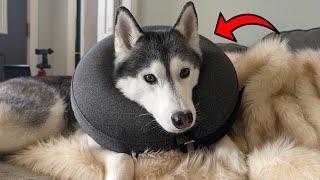 Is the Inflatable Dog Cone Collar Worth It Full Review [upl. by Allan258]