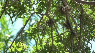 Yellowthroated Vireo singing at Sarasota Memorial Healthcare Park Florida [upl. by Atinnek]