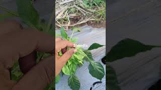 For thrips control in chilli [upl. by Revell]