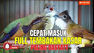 ANDALAN MATERI KASARANN MUDAH DI TIRU MURAI BATU  Materi CUNGKOK  KAPAS TEMBAK  JENGGOT [upl. by Nahsar]