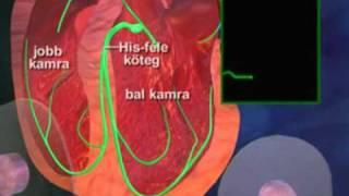 A szív ingervezető rendszere [upl. by Hertzfeld]