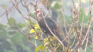 A rare Blackbellied Malkoha bird appeared in a residential area [upl. by Anirehc828]