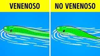 Qué hacer cuando ves una serpiente [upl. by Suivatram]