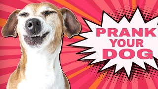 Prank Your Dog Sounds [upl. by Norved]